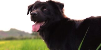 Pet News – Dog Lovers Day – (video)