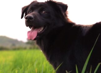 Pet News – Dog Lovers Day – (video)