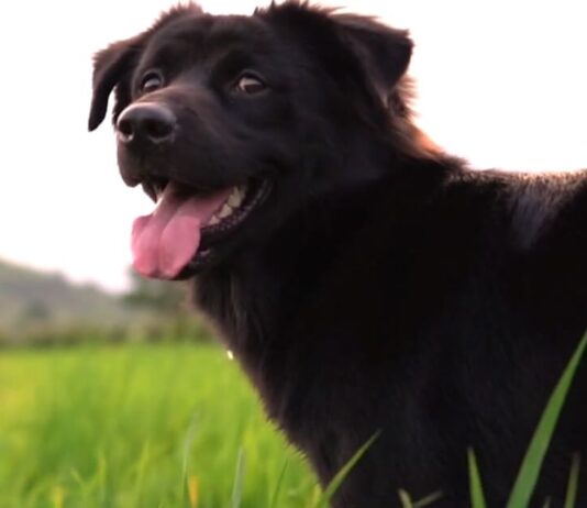 Pet News – Dog Lovers Day – (video)