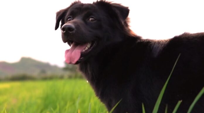 Pet News – Dog Lovers Day – (video)