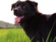 Pet News – Dog Lovers Day – (video)
