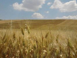 “Cereali e dintorni”.Per la soia qualche segnale positivo.