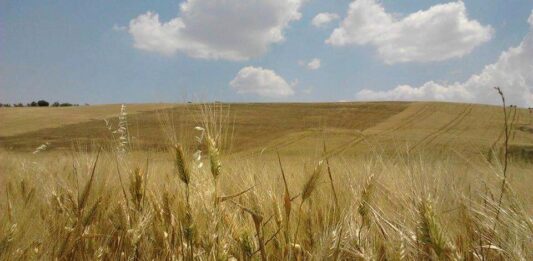 “Cereali e dintorni”.Per la soia qualche segnale positivo.