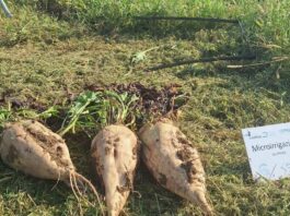 Barbabietola da zucchero, l’irrigazione intelligente che aumenta la resa