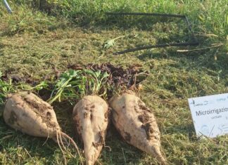 Barbabietola da zucchero, l’irrigazione intelligente che aumenta la resa