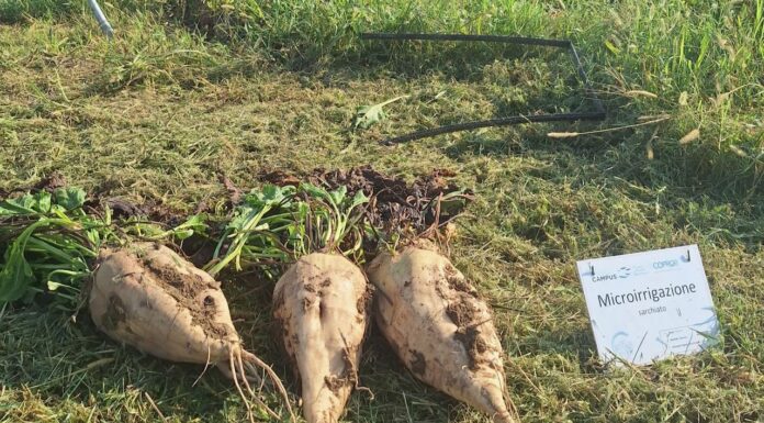 Barbabietola da zucchero, l’irrigazione intelligente che aumenta la resa