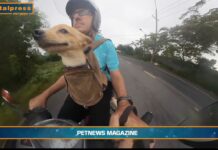 Pet News – Nuove regole europee per viaggiare con cani e gatti – (video)