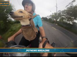 Pet News – Nuove regole europee per viaggiare con cani e gatti – (video)