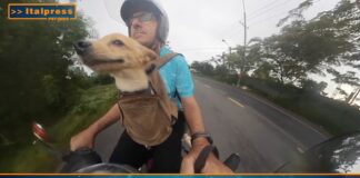 Pet News – Nuove regole europee per viaggiare con cani e gatti – (video)