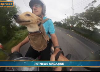 Pet News – Nuove regole europee per viaggiare con cani e gatti – (video)