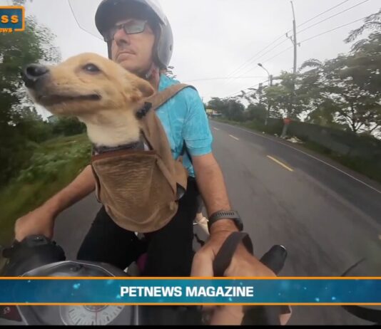 Pet News – Nuove regole europee per viaggiare con cani e gatti – (video)