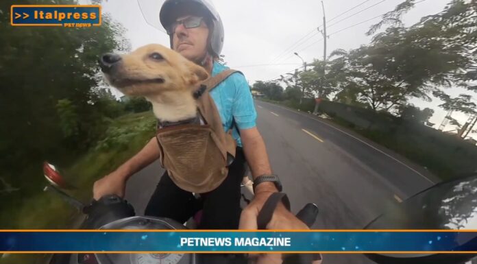 Pet News – Nuove regole europee per viaggiare con cani e gatti – (video)