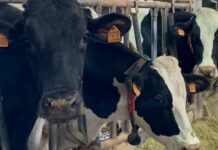Stress da caldo e produttività in stalla: dalla ricerca di CAI Nutrizione la nuova frontiera nutrizionale come antidoto a sostegno delle imprese zootecniche