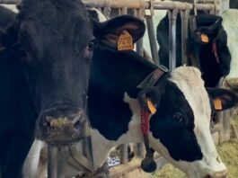 Stress da caldo e produttività in stalla: dalla ricerca di CAI Nutrizione la nuova frontiera nutrizionale come antidoto a sostegno delle imprese zootecniche