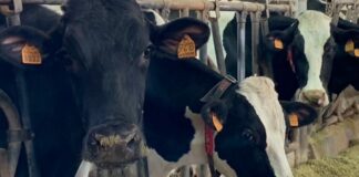 Stress da caldo e produttività in stalla: dalla ricerca di CAI Nutrizione la nuova frontiera nutrizionale come antidoto a sostegno delle imprese zootecniche