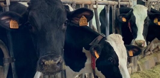 Stress da caldo e produttività in stalla: dalla ricerca di CAI Nutrizione la nuova frontiera nutrizionale come antidoto a sostegno delle imprese zootecniche