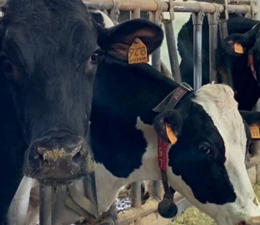 Stress da caldo e produttività in stalla: dalla ricerca di CAI Nutrizione la nuova frontiera nutrizionale come antidoto a sostegno delle imprese zootecniche