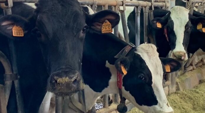 Stress da caldo e produttività in stalla: dalla ricerca di CAI Nutrizione la nuova frontiera nutrizionale come antidoto a sostegno delle imprese zootecniche