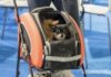 Mister Pet informa. Si parte per le vacanze ma come si trasporta il cane in sicurezza, anche per lui?