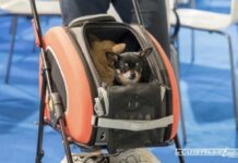 Mister Pet informa. Si parte per le vacanze ma come si trasporta il cane in sicurezza, anche per lui?