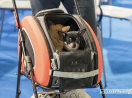 Mister Pet informa. Si parte per le vacanze ma come si trasporta il cane in sicurezza, anche per lui?