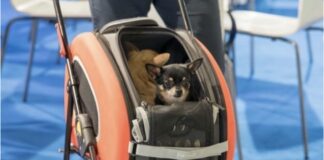Mister Pet informa. Si parte per le vacanze ma come si trasporta il cane in sicurezza, anche per lui?