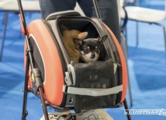 Mister Pet informa. Si parte per le vacanze ma come si trasporta il cane in sicurezza, anche per lui?