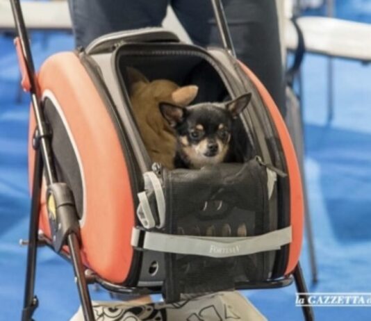 Mister Pet informa. Si parte per le vacanze ma come si trasporta il cane in sicurezza, anche per lui?