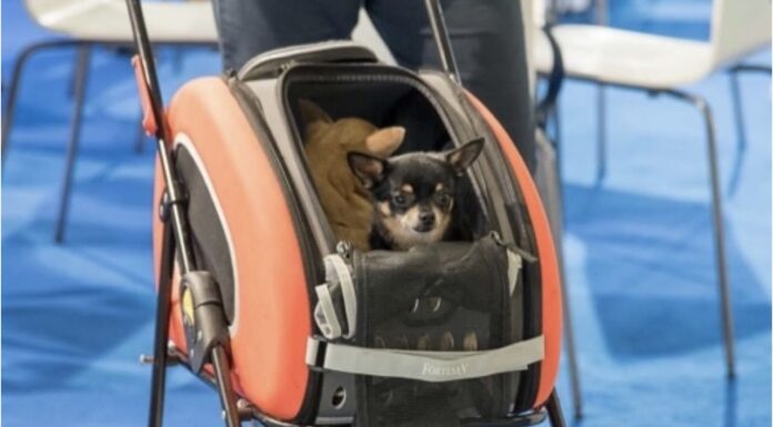 Mister Pet informa. Si parte per le vacanze ma come si trasporta il cane in sicurezza, anche per lui?