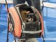 Mister Pet informa. Si parte per le vacanze ma come si trasporta il cane in sicurezza, anche per lui?