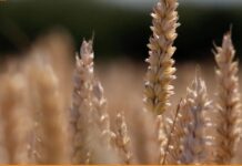 “Cereali e dintorni”. Allerta clima.