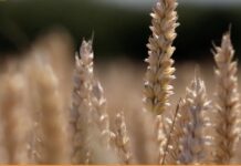 “Cereali e dintorni”. Penalizza il rafforzamento del dollaro.