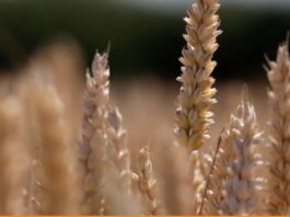 “Cereali e dintorni”. Allerta clima.