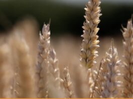 “Cereali e dintorni”. Penalizza il rafforzamento del dollaro.