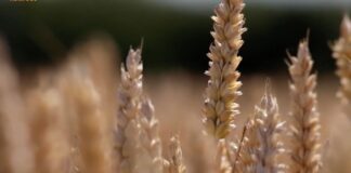“Cereali e dintorni”. Allerta clima.