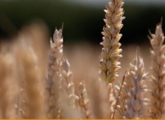 “Cereali e dintorni”. Allerta clima.