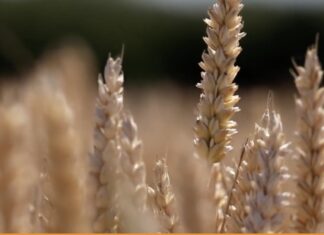 “Cereali e dintorni”. Penalizza il rafforzamento del dollaro.