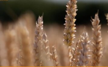 “Cereali e dintorni”. Allerta clima.