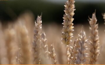 “Cereali e dintorni”. Penalizza il rafforzamento del dollaro.