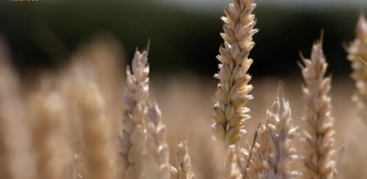 “Cereali e dintorni”. Penalizza il rafforzamento del dollaro.