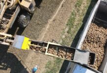 Barbabietola Da Zucchero: buone notizie dall’inizio di campagna nonostante il clima torrido, ma COPROB guarda al futuro con gli incentivi 2027 dal 1° agosto