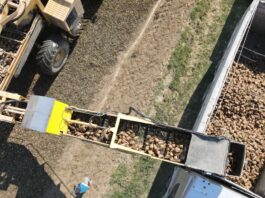 Barbabietola Da Zucchero: buone notizie dall’inizio di campagna nonostante il clima torrido, ma COPROB guarda al futuro con gli incentivi 2027 dal 1° agosto