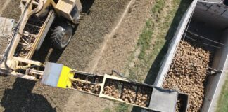 Barbabietola Da Zucchero: buone notizie dall’inizio di campagna nonostante il clima torrido, ma COPROB guarda al futuro con gli incentivi 2027 dal 1° agosto