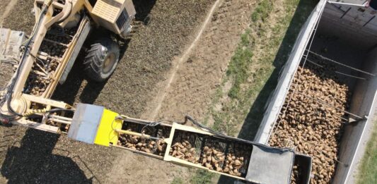 Barbabietola Da Zucchero: buone notizie dall’inizio di campagna nonostante il clima torrido, ma COPROB guarda al futuro con gli incentivi 2027 dal 1° agosto