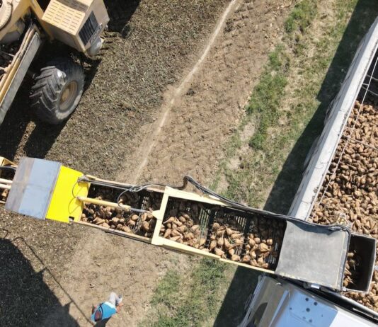 Barbabietola Da Zucchero: buone notizie dall’inizio di campagna nonostante il clima torrido, ma COPROB guarda al futuro con gli incentivi 2027 dal 1° agosto