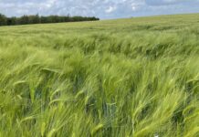“Cereali e dintorni”. In attesa di una Pace non “digitale”