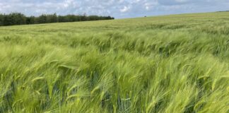 “Cereali e dintorni”. In attesa di una Pace non “digitale”