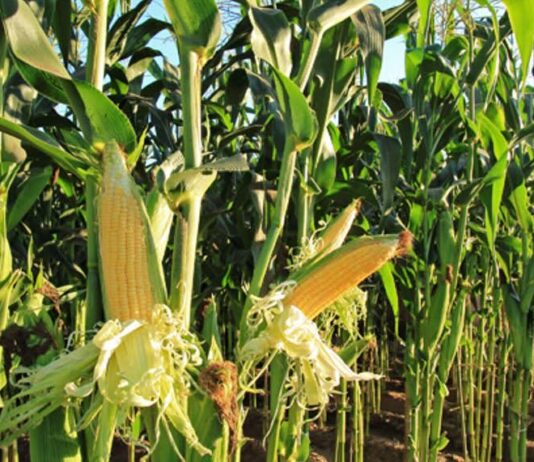 “Cereali e dintorni”. Mais: il meteo torna a preoccupare