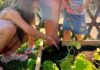 A Villa Bonelli l’orto dei bambini diventa modello-pilota per il territorio con il supporto del CAP
