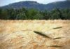 “Cereali e dintorni”. Clima e Guerre influenzano i mercati
